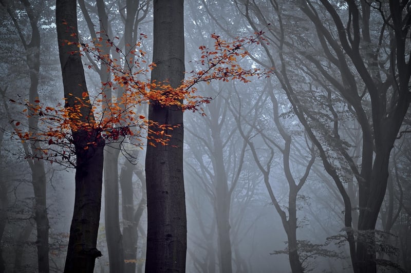 Woodland Accessories